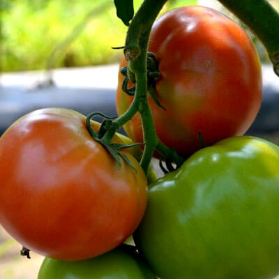 Tomates biologiques